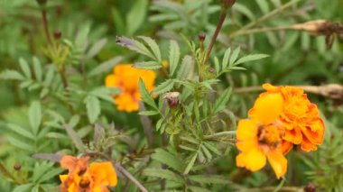 Gri bir böcek, çiçeğin üzerinde otururken saat yönünde döner..