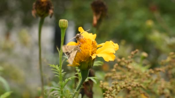 Moth Motýli Sedět Žlutém Květu Pít Nektar Dlouhými Výhonky Pohybovat — Stock video