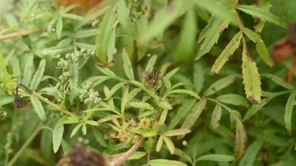 Der Kugelweber Saugt Dem Gefangenen Opfer Den Saft Das Insekt — Stockvideo