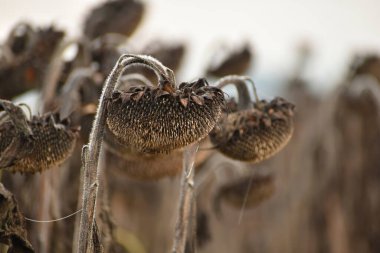 Resimde kurumuş bir ayçiçeği, tohumlu ve saplı sepetleri var..