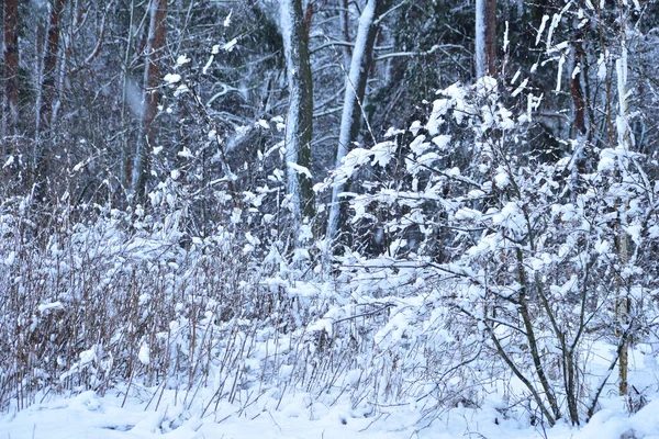 浓密而蓬松的雪落在灌木丛和树枝上 — 图库照片