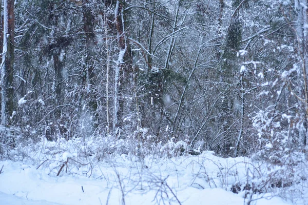 Selvas Floresta Densa São Cobertas Com Neve Branca Grossa — Fotografia de Stock