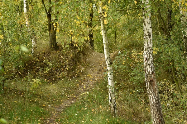 Narrow Path Runs Tree Trunks Hill Fallen Leaves Lie Grass — Stock Photo, Image