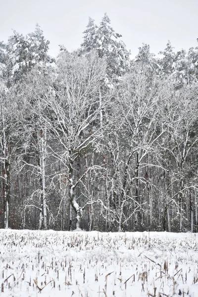 茂密的积雪覆盖着森林里的松树和广阔的田野 — 图库照片