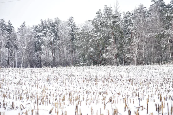 Πυκνό Χιόνι Κάλυψε Άχυρο Καλαμποκιού Στο Χωράφι Του Αγρότη Και — Φωτογραφία Αρχείου