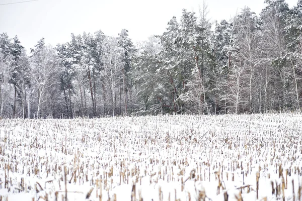 Neve Grossa Cobriu Palha Milho Campo Agricultor Árvores Floresta — Fotografia de Stock