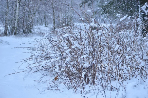 Gęsty Śnieg Pokrył Gałęzie Krzewu Rosnącego Lesie — Zdjęcie stockowe