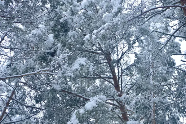 Nieve Gruesa Cubrió Una Rama Pino Alto Que Crece Bosque —  Fotos de Stock