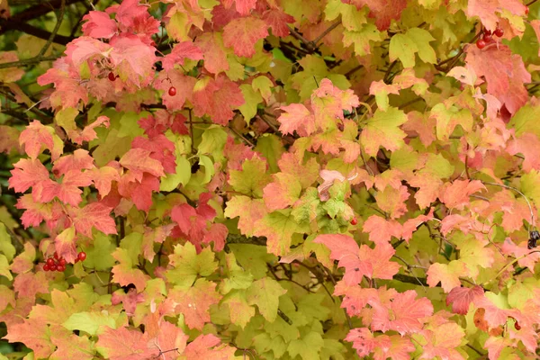 Imagem Mostra Padrão Textura Natural Criado Por Folhas Multicoloridas Uma — Fotografia de Stock