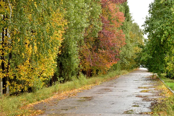 Resimde Yaprakları Sonbaharda Renklenen Ağaçların Yetiştiği Yol — Stok fotoğraf