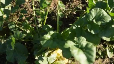 Sonbahar. Çiftçi elle toplar, temizler, üstünü keser ve olgun yaprakları bir kovaya koyar..