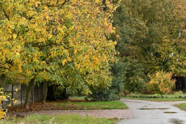 Sonbahar. Ağaçtaki yapraklar geniş ve yoğun bir taç ile sarıya döndü..
