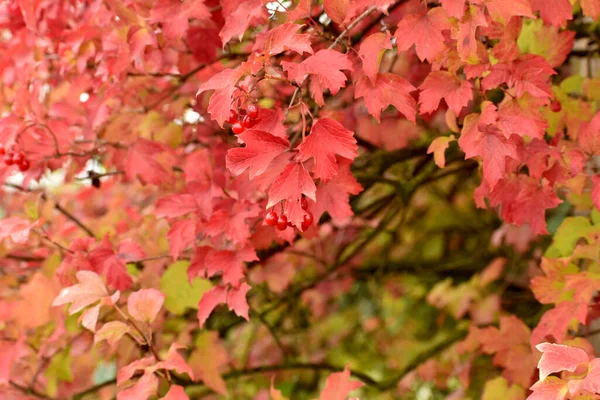 Imagem Mostra Padrão Textura Criado Pelas Folhas Vermelhas Frutos Árvore — Fotografia de Stock