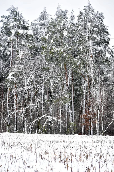 Imagem Árvores Altas Escuras Floresta Nos Ramos Coroa Que Neve — Fotografia de Stock