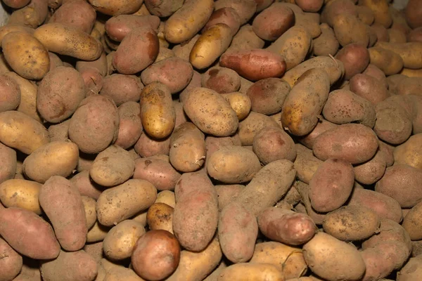 Mountain Harvested Potatoes Which Lies Storage — Stock Photo, Image