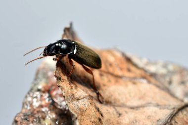 Yer böceği avcısının yan görünüşü, bir taşın üzerine düşmüş kuru bir yaprağın üzerinde duruyor..