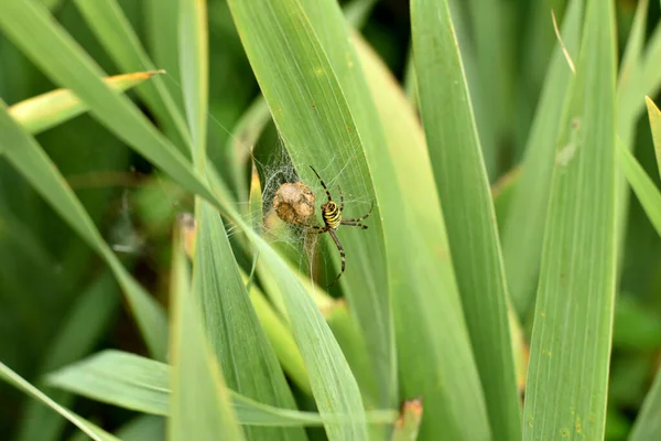 Die Wespenspinne Sitzt Auf Einem Netz Zwischen Blättern Und Bewacht — Stockfoto