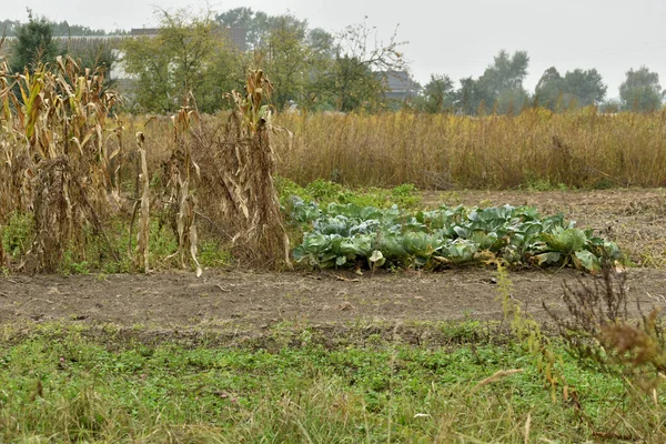 Podzimní Krajina Tvořená Parcelou Zahrady Kde Roste Zelí Kukuřice — Stock fotografie