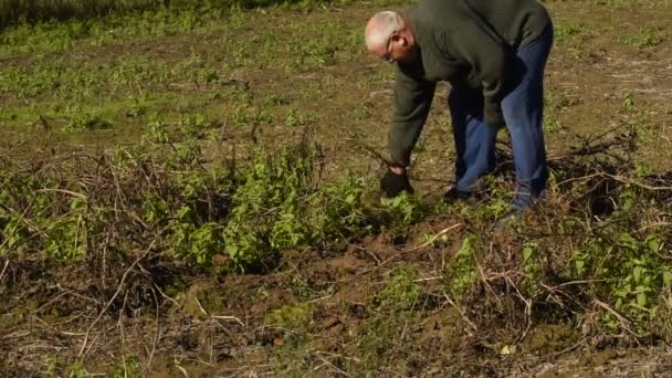 Agricultor Remove Topos Secos Tomates Ervas Daninhas Verdes Jardim Com — Vídeo de Stock