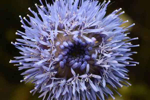Close Niebieski Kwiat Płatków Stamens Ciemnym Tle — Zdjęcie stockowe