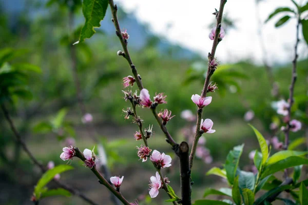 Flowered peach tree, peach blossom, peach plantation