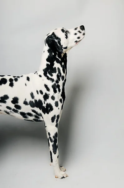 Dalmatien — Photo