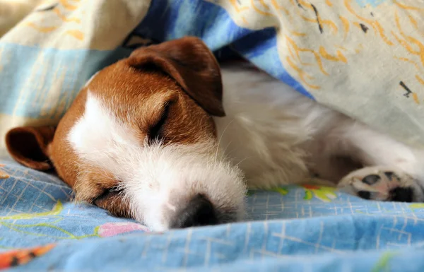 Jack Russell Teriyeri
