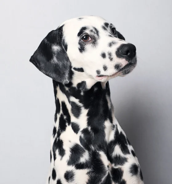 Dalmata — Foto Stock