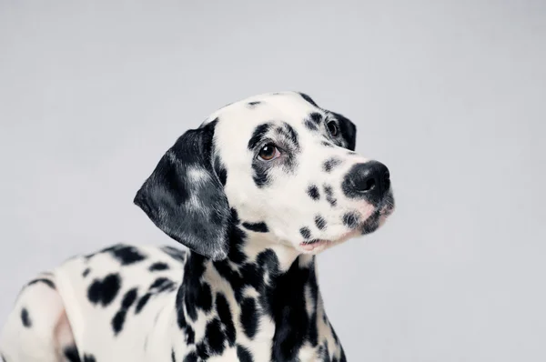 Dalmata — Foto Stock