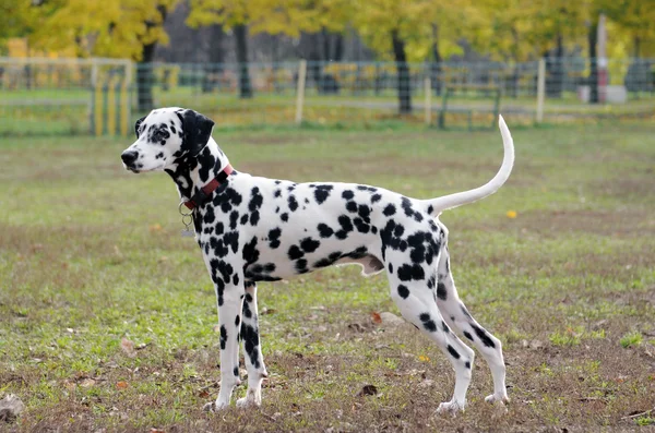 Dalmatian — Stock Photo, Image