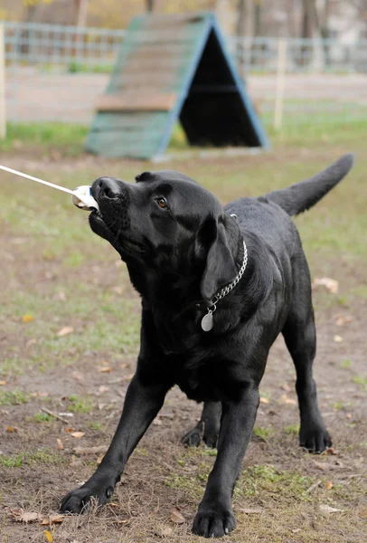 Labrador — Foto de Stock