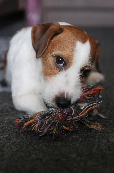 Jack russel terrier Royaltyfria Stockbilder