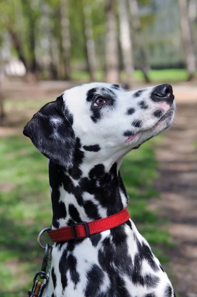 Dalmata — Foto Stock