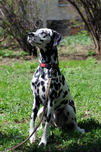 Dalmatian — Stock Photo, Image