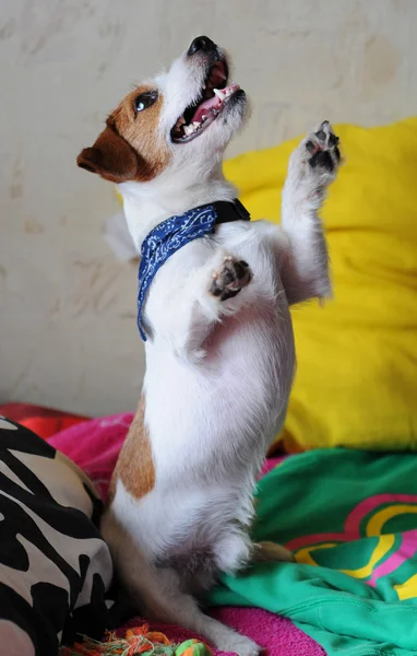 Jack russell terrier — Stockfoto