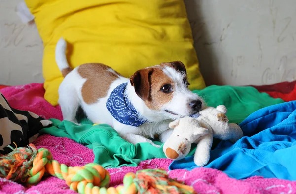 Jack Russell Teriyeri