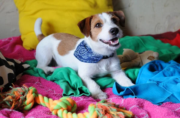 Jack Russell Teriyeri