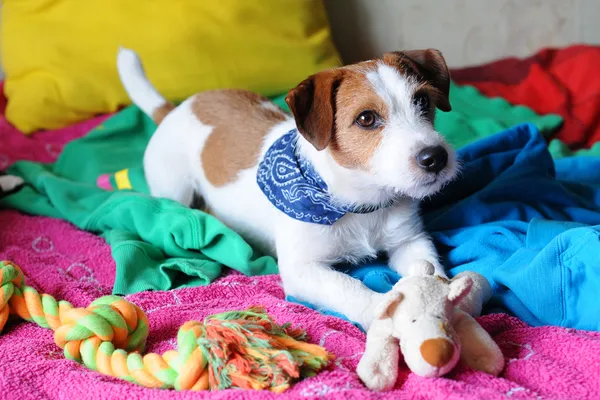 Jack Russell terrier — Foto Stock