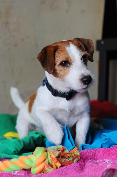 Jack russell terrier de Imágenes de stock libres de derechos