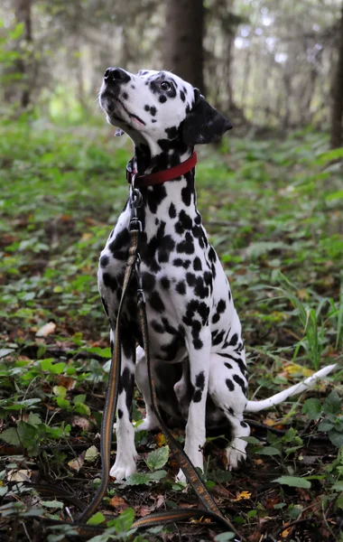 Dalmata — Foto Stock