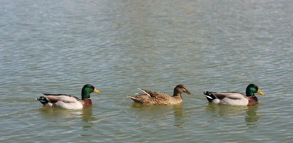 Três patos — Fotografia de Stock