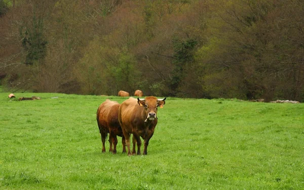 Cow grazing — Stock Photo, Image