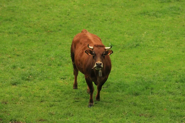 Cow grazing — Stock Photo, Image