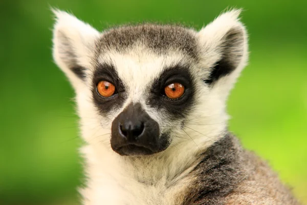 Lemur sitter — Stockfoto