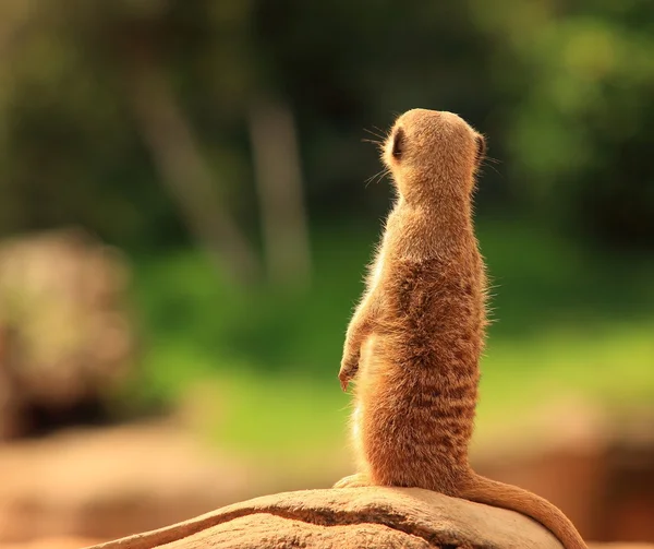 Meerkat de pé — Fotografia de Stock