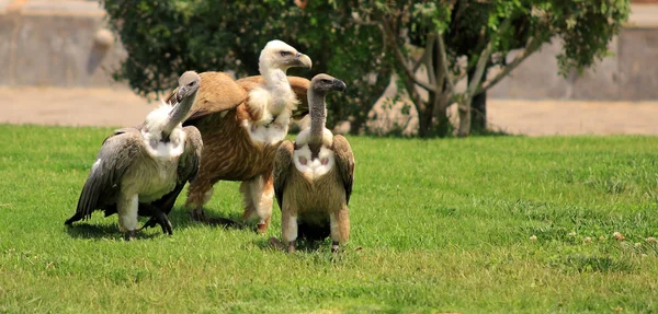 Griffon vulture — Stock Photo, Image