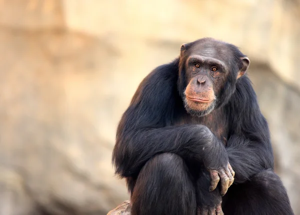 Chimpansee zitten Rechtenvrije Stockafbeeldingen