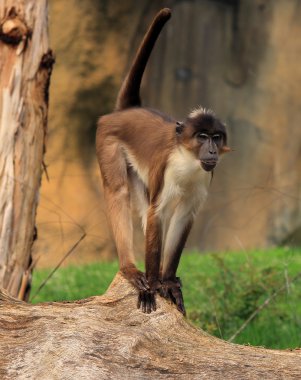 Simian ayakta