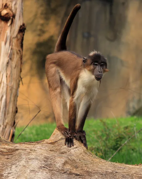 Simian stående — Stockfoto