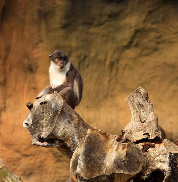Simian ayakta
